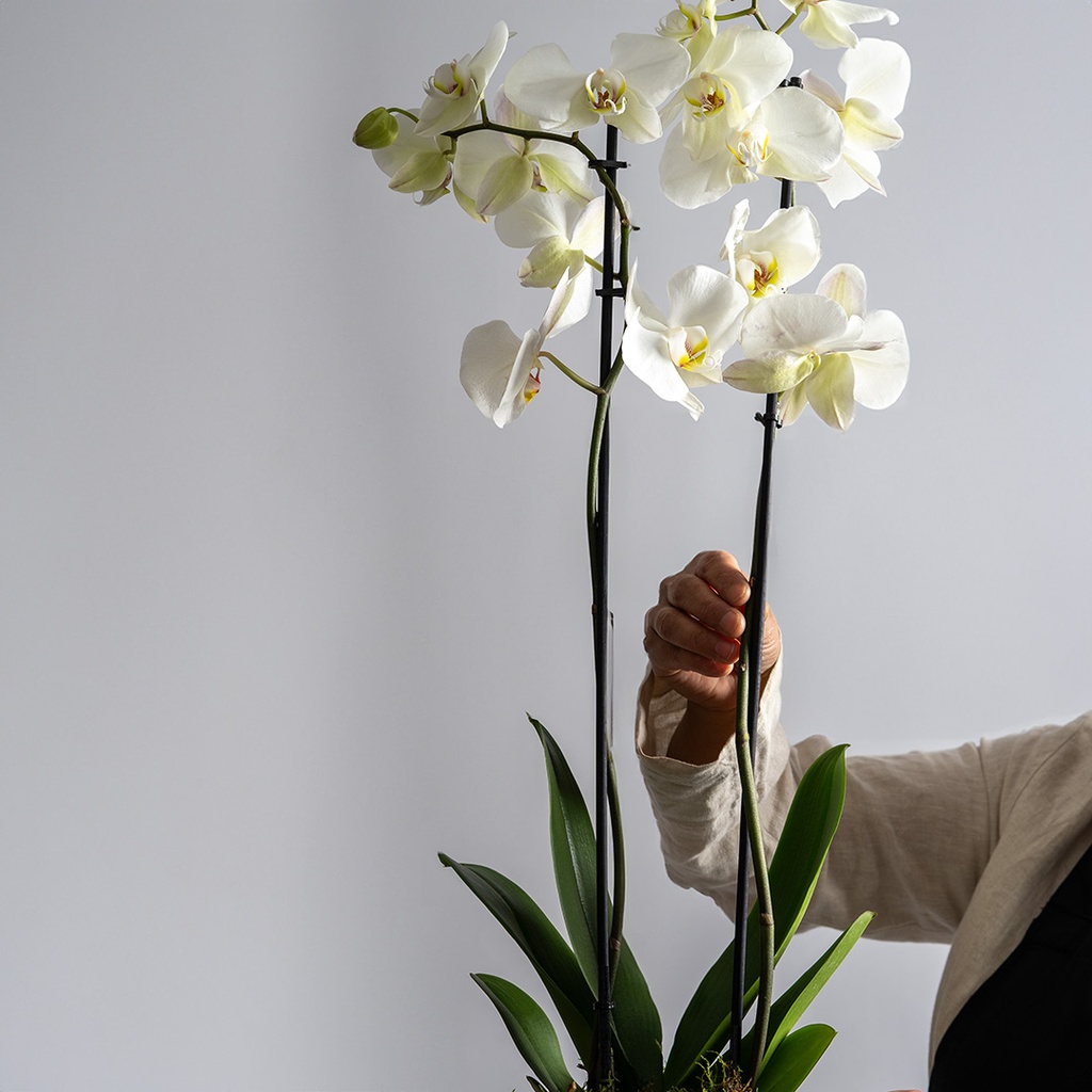 Orchid Vase