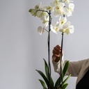 Orchid Vase