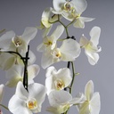 Orchid Vase