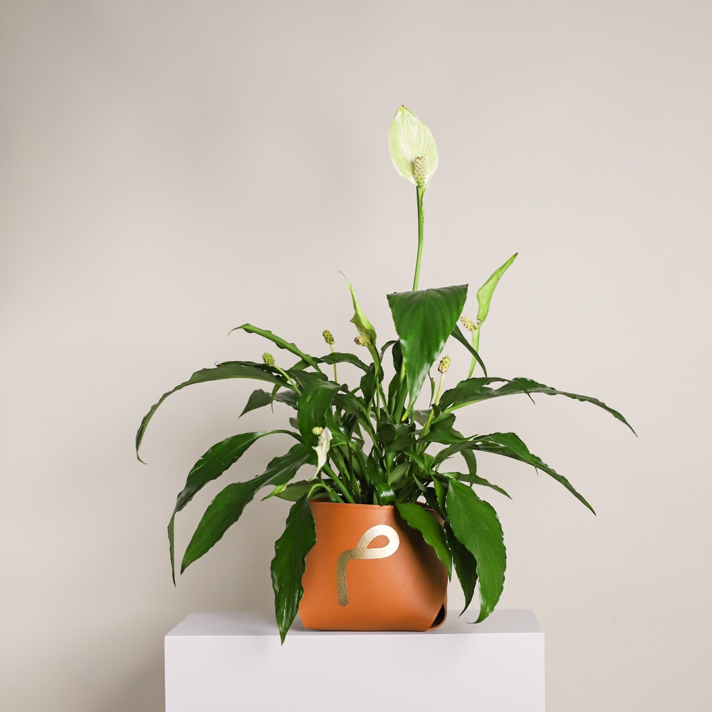 Leather Spathiphyllum Vase – Customized